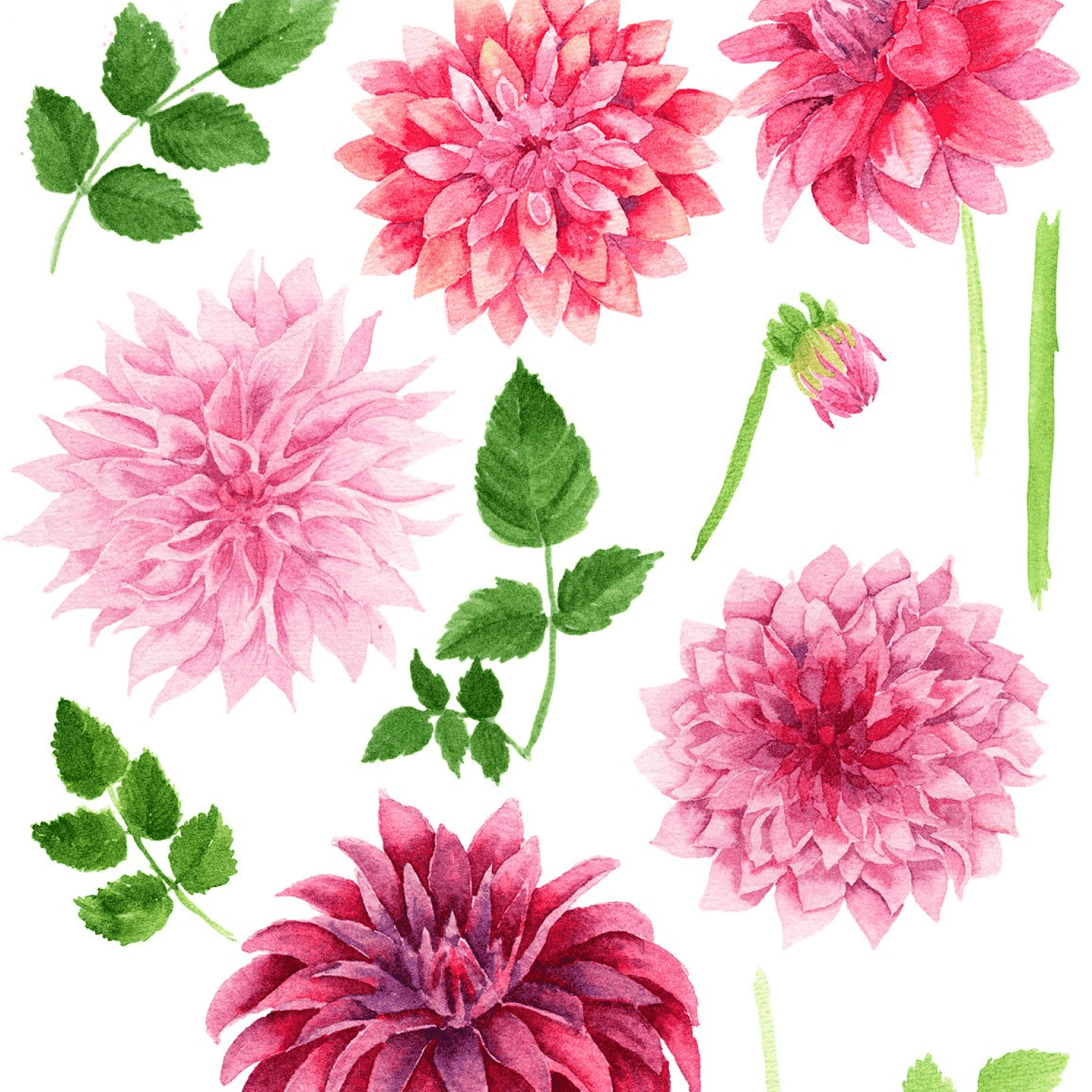 Watercolor Dahlias - Hand Painted Blooms And Textures - "Hand Drawed Flowers On Background".