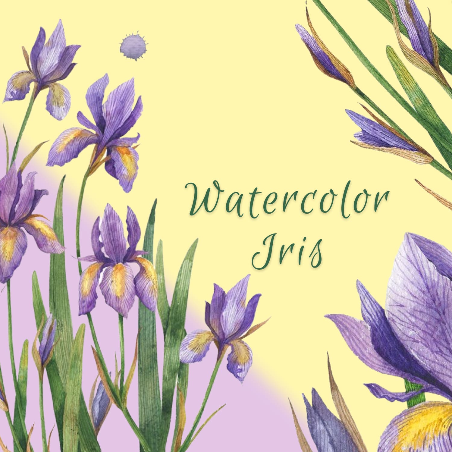 Watercolor Iris Set of Flowers cover image.