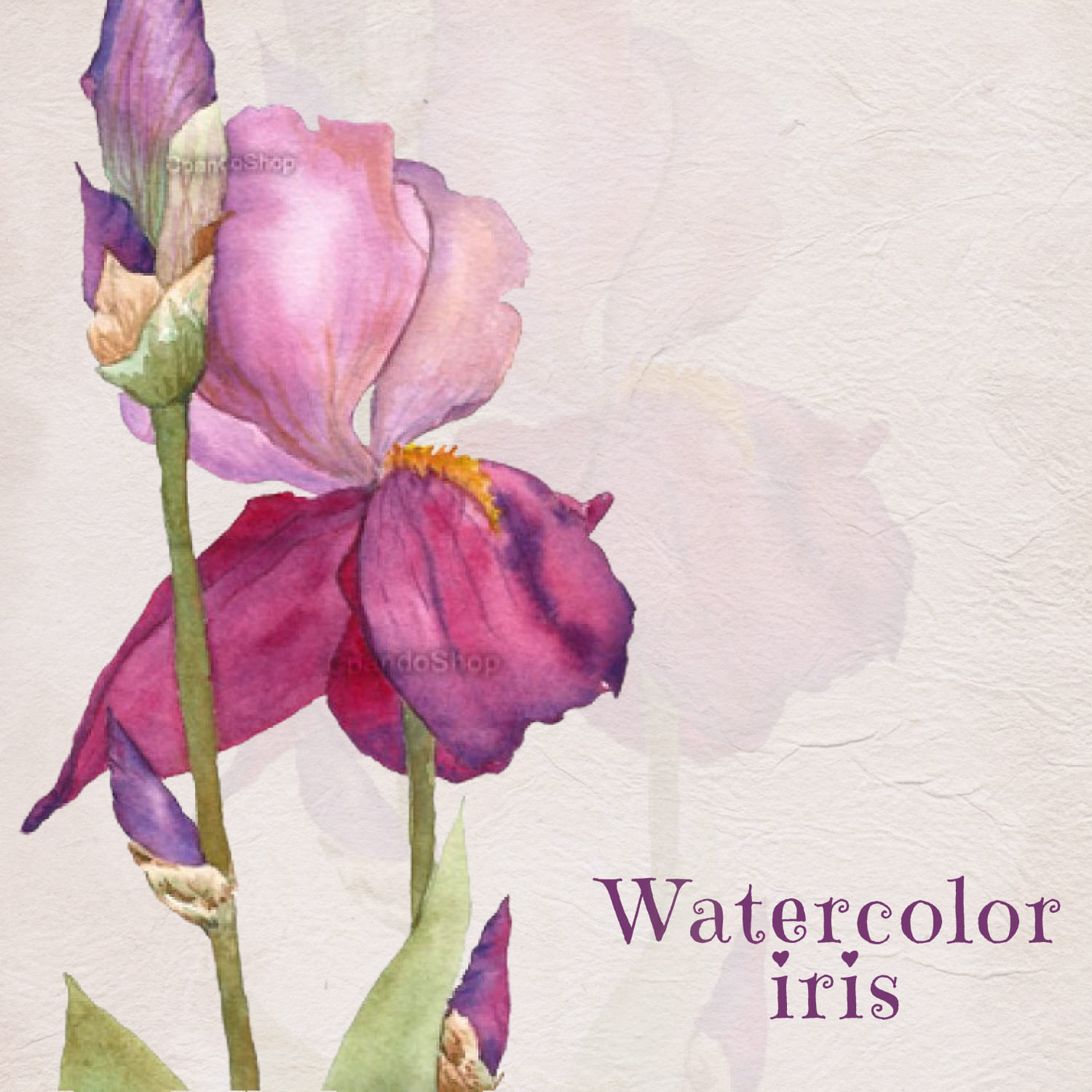 Watercolor Iris Clip Art cover image.