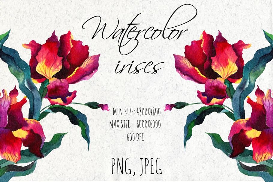 Watercolor Iris Flowers Graphics facebook image.