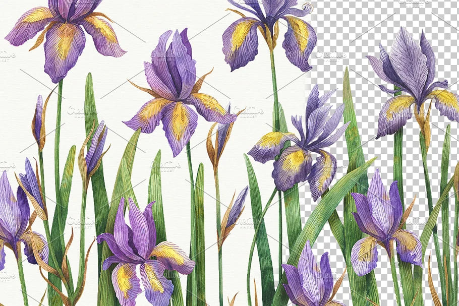 watercolor iris graphics.