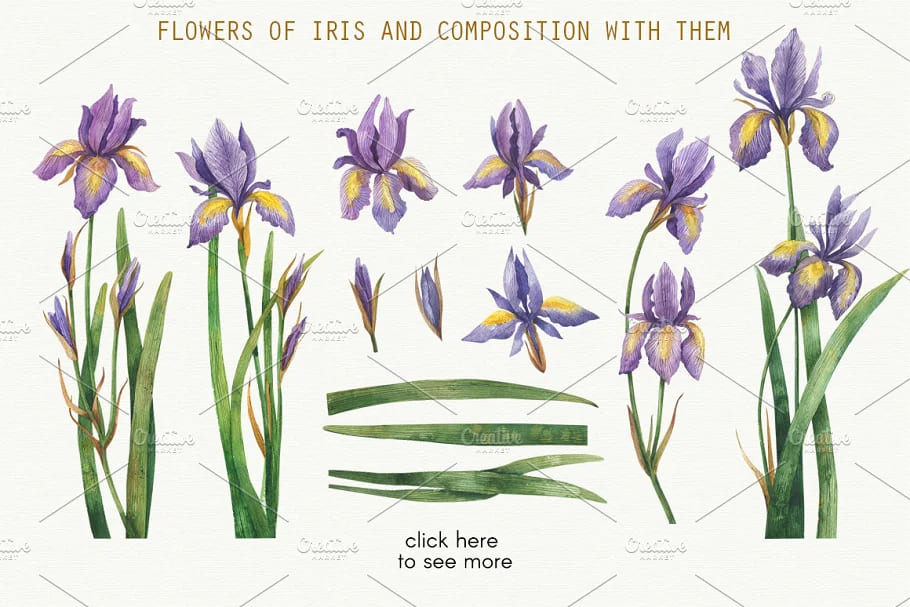 watercolor iris clipart.