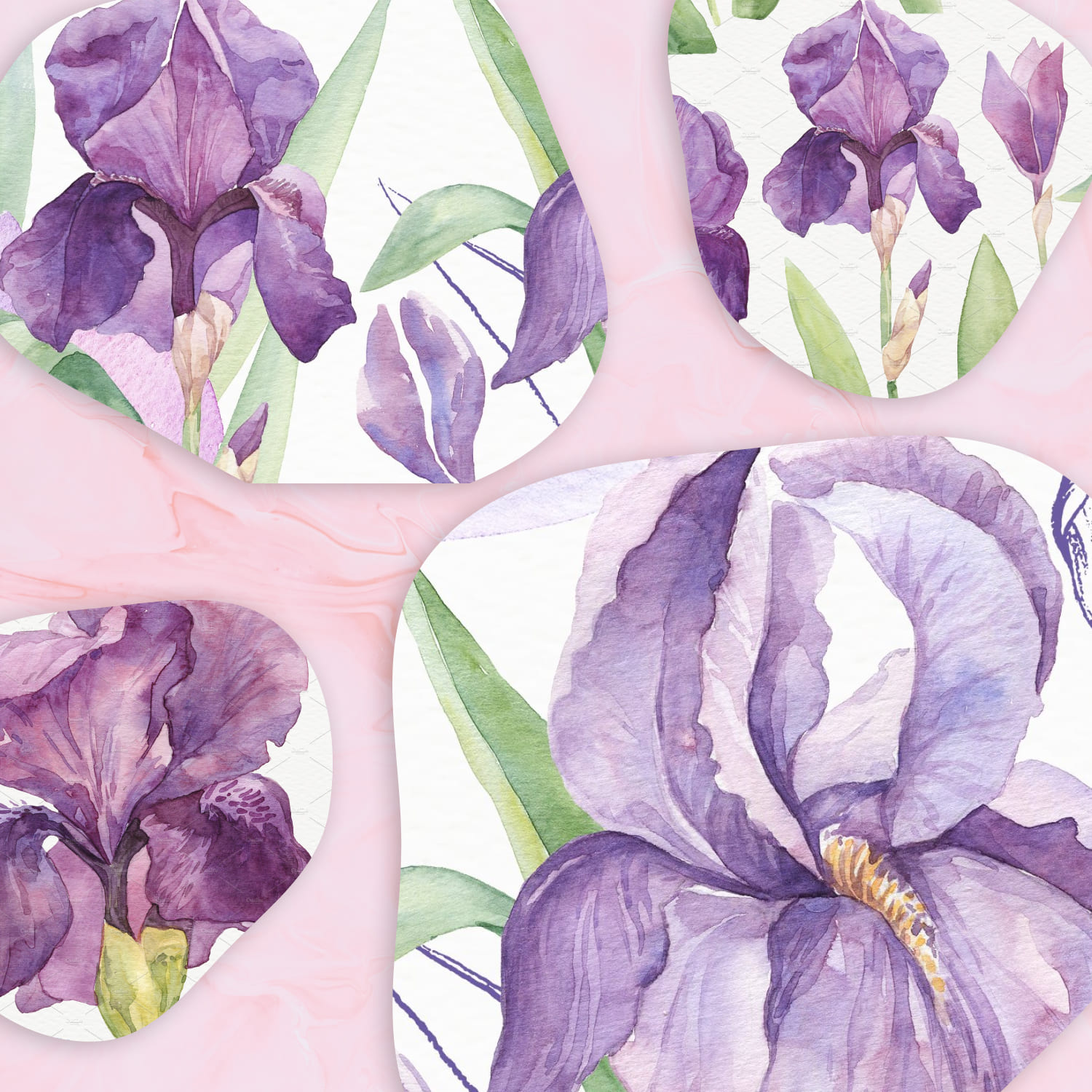 watercolor irises violet art.