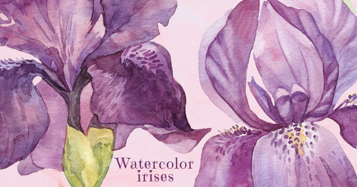 watercolor irises hand crafted clipart.