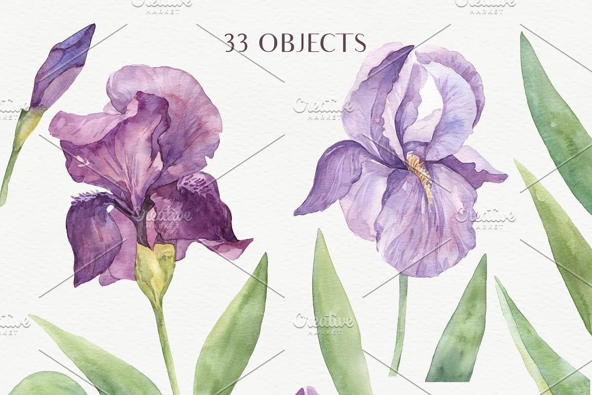 watercolor irises graphics.
