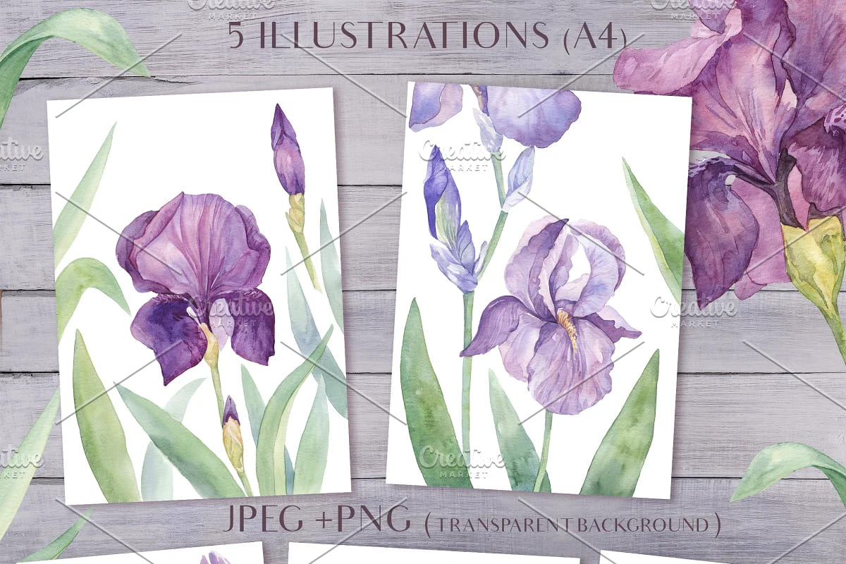 watercolor irises hand painted clipart.