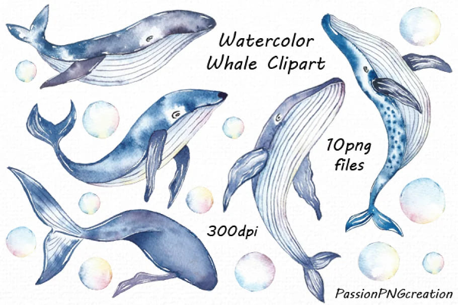 watercolor whale clipart.
