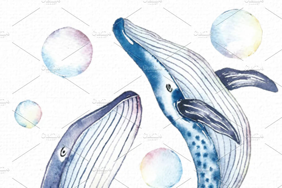 watercolor whale illustrations.