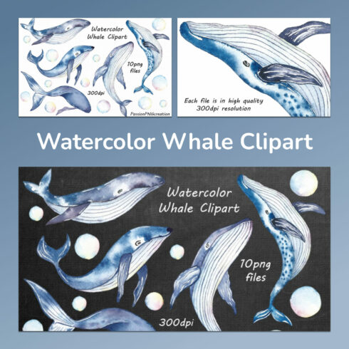 Watercolor Whale Clipart Collection cover image.