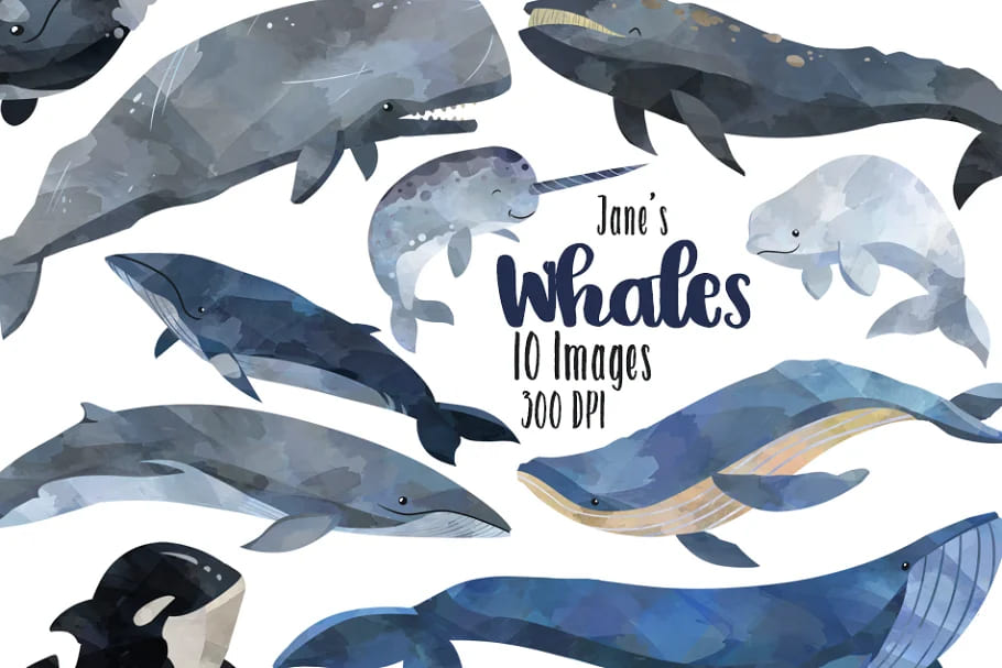 watercolor whale clipart hand drawn.