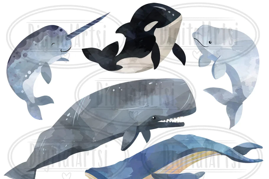 watercolor whale clipart hand painted.