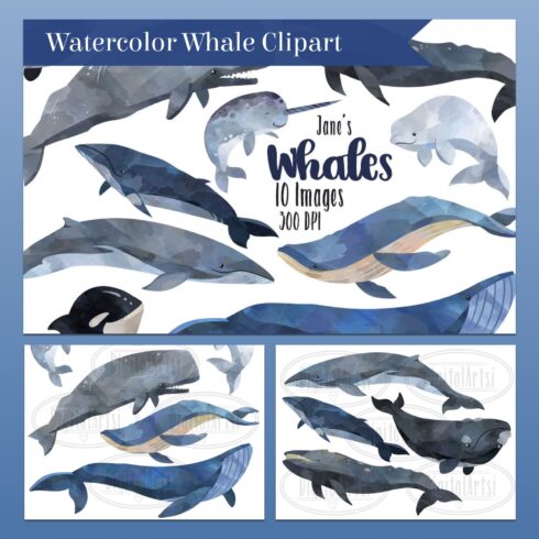 Hand Drawn Watercolor Whale Clipart cover image.