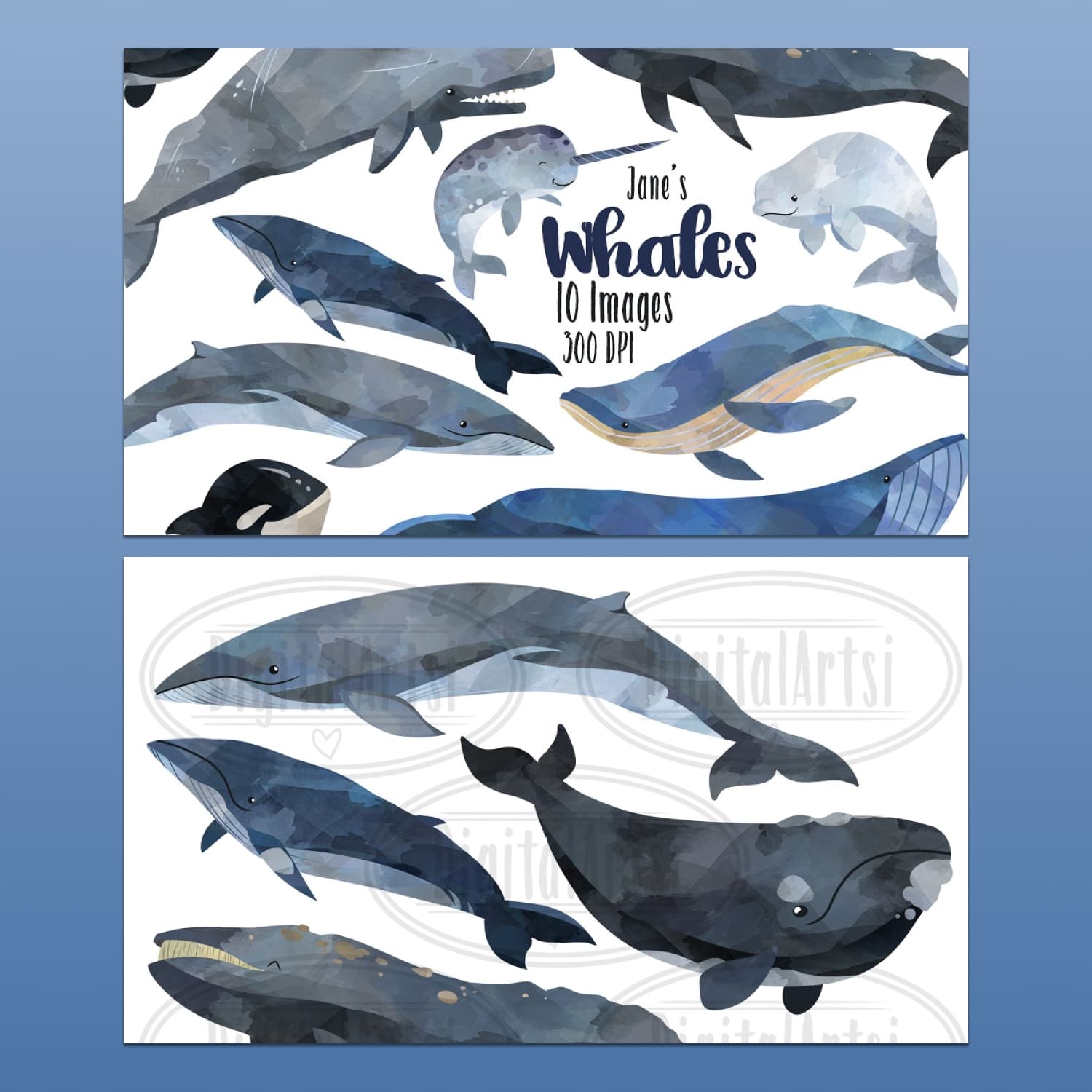 Hand Drawn Watercolor Whale Clipart preview image.