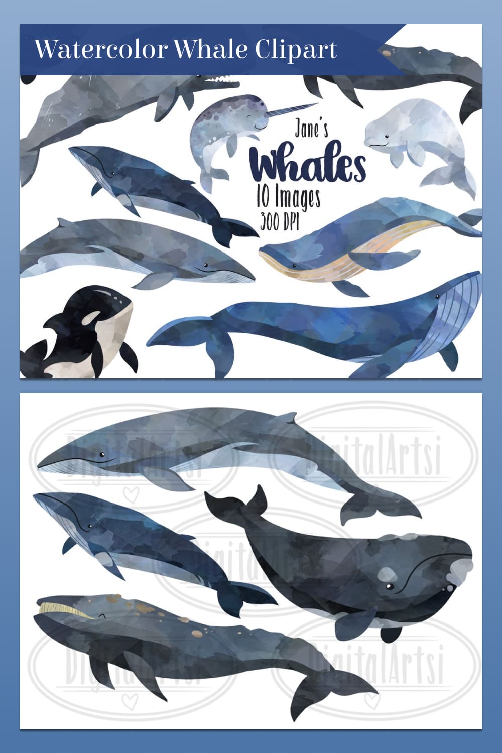 watercolor whale clipart set.