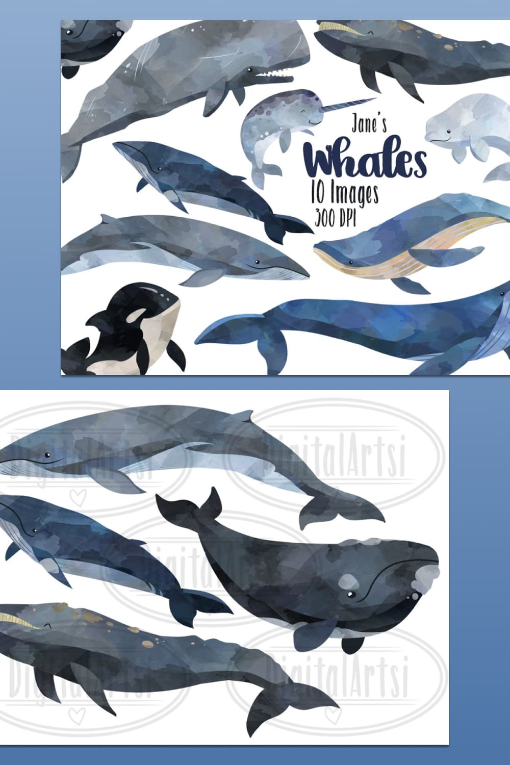 watercolor whale illustrations collection.