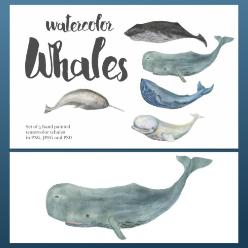 Watercolor Whales Hand Painted Clipart cover image.