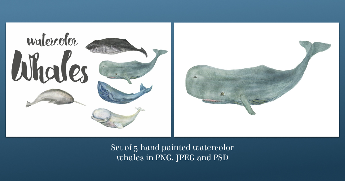 watercolor whales illustrations.
