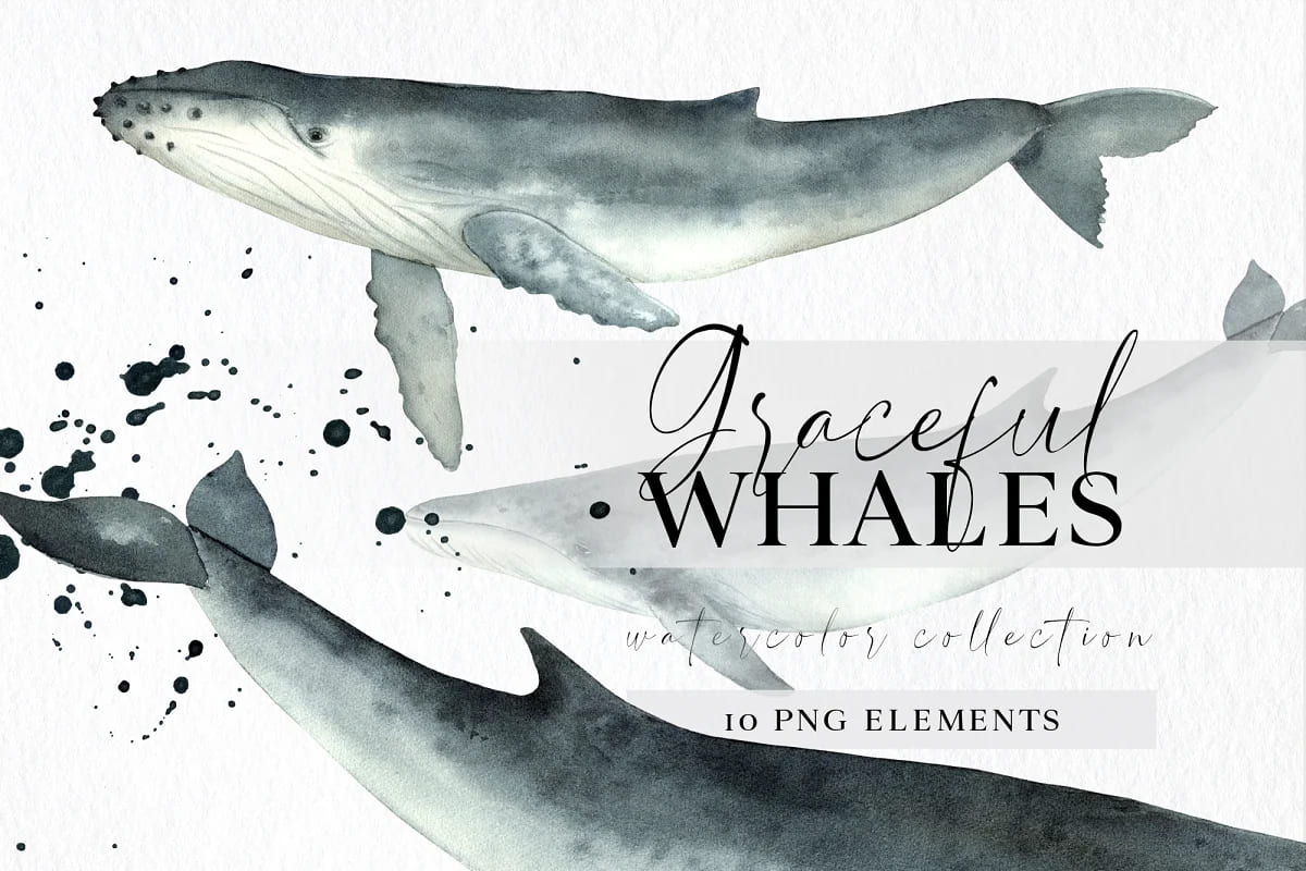 watercolor whales graphics.