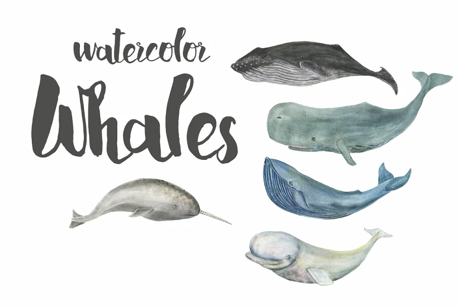 watercolor whales hand drawn illustrations.