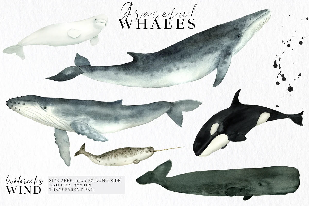 watercolor whales illustrations.