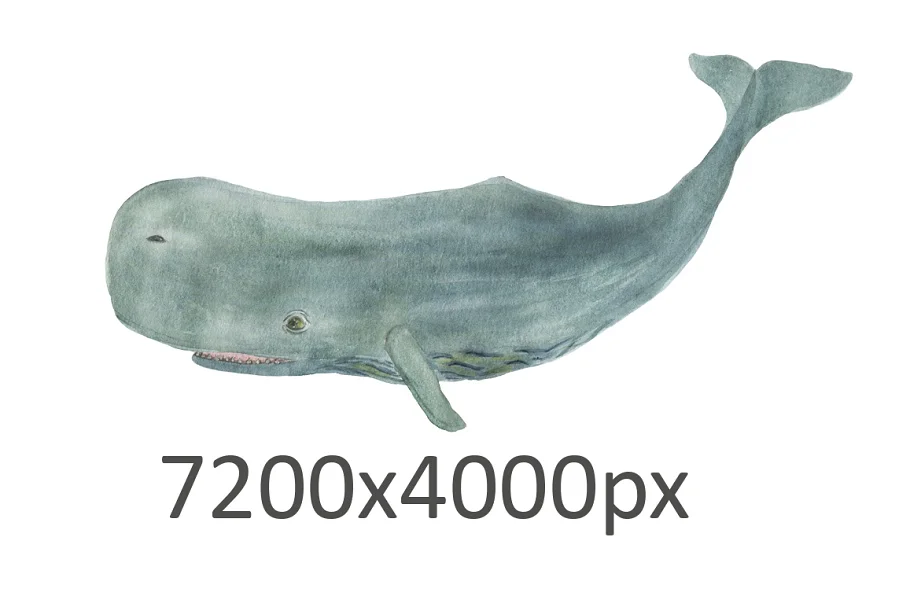watercolor whales hand drawn images.
