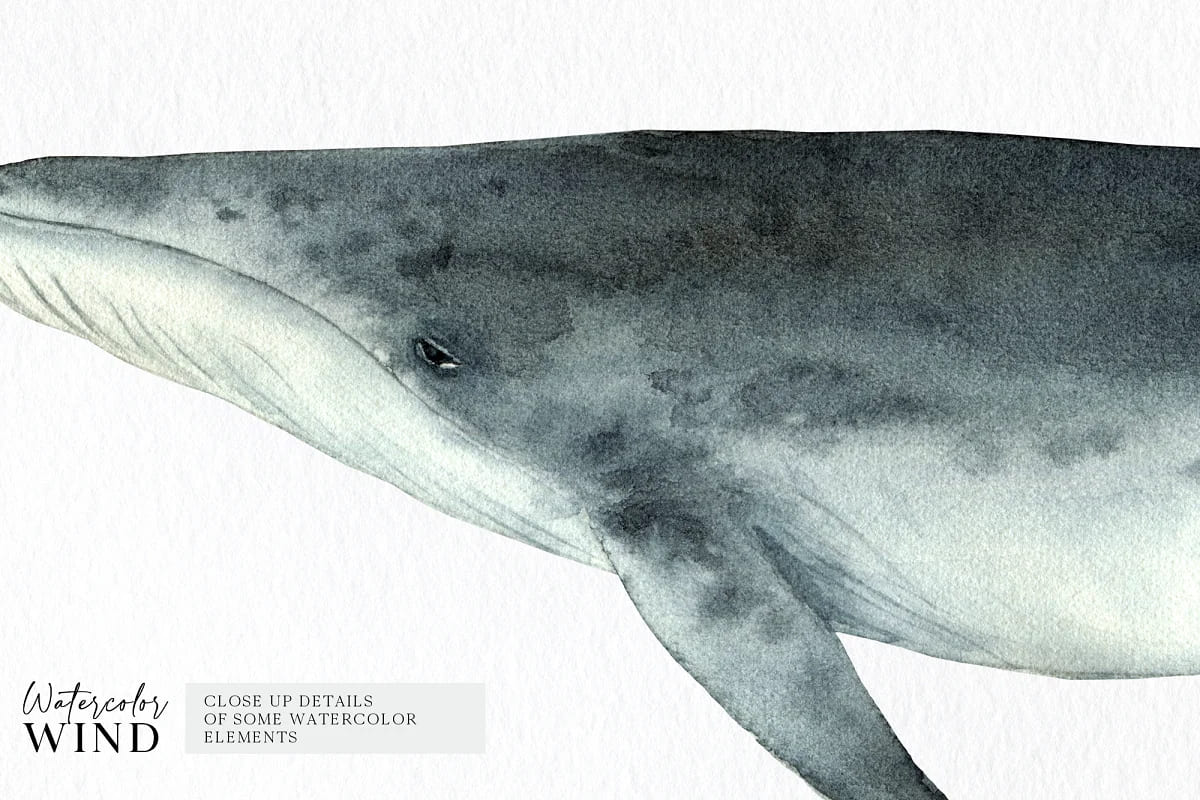 watercolor whales images.