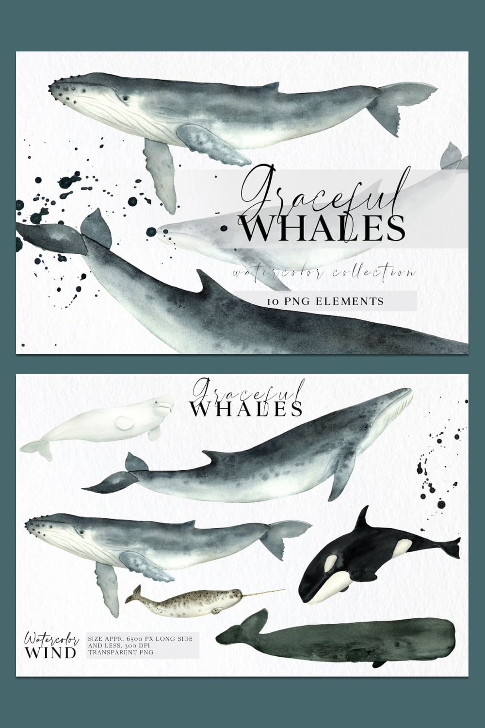 watercolor whales clipart hand drawn set.