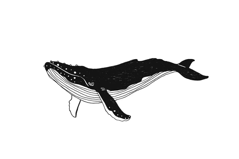 whale illustration.
