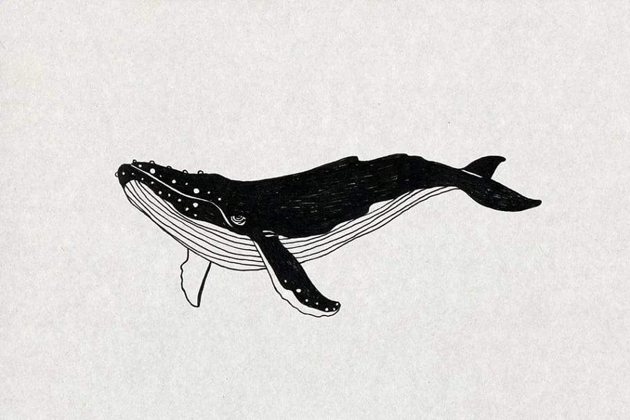 whale illustration on the grey background.