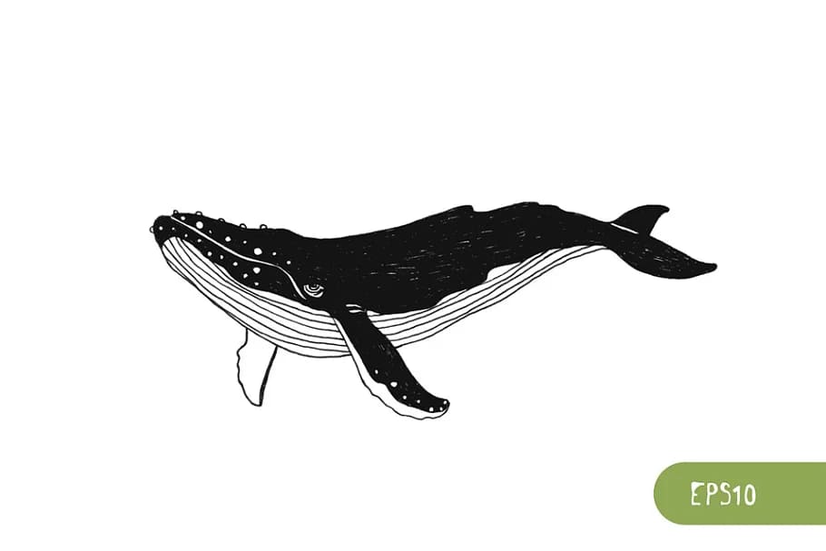 whale illustration for printing.