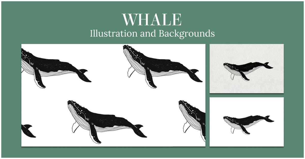 whale illustration and backgrounds graphics.