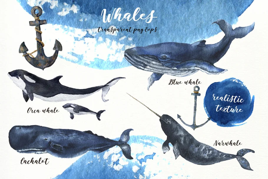 whales clipart.