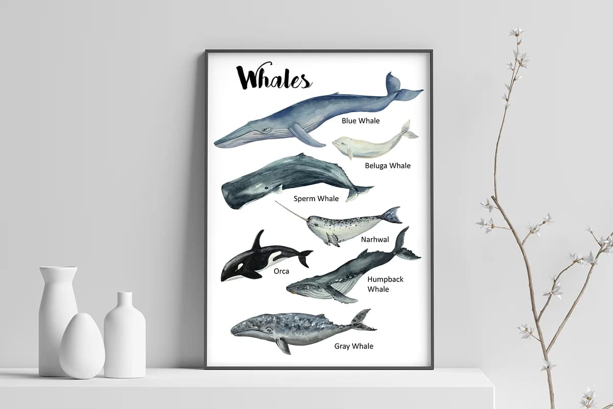 whales graphics.