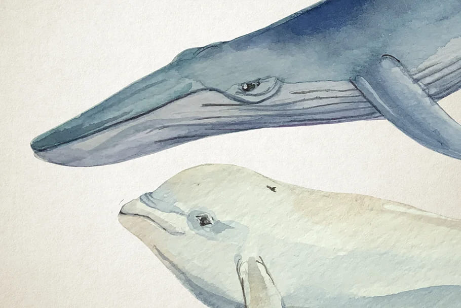 whales illustrations.