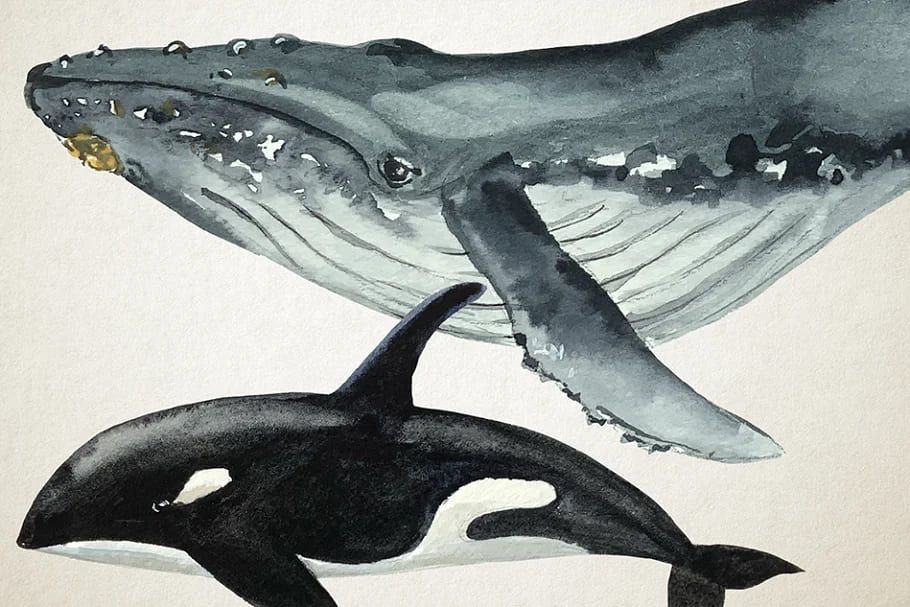 whales hand painted graphics.