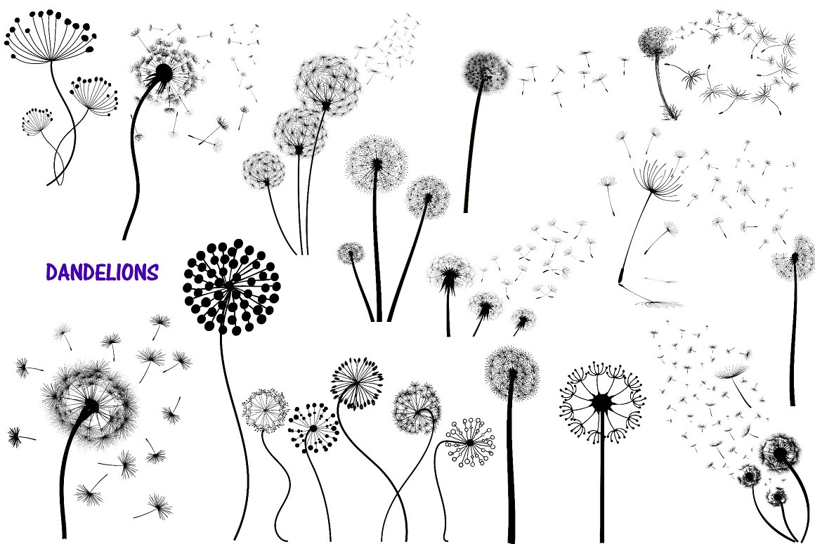 Black and white background with dandelion.