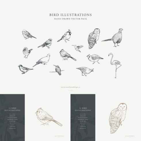 Preview of different birds in the image.