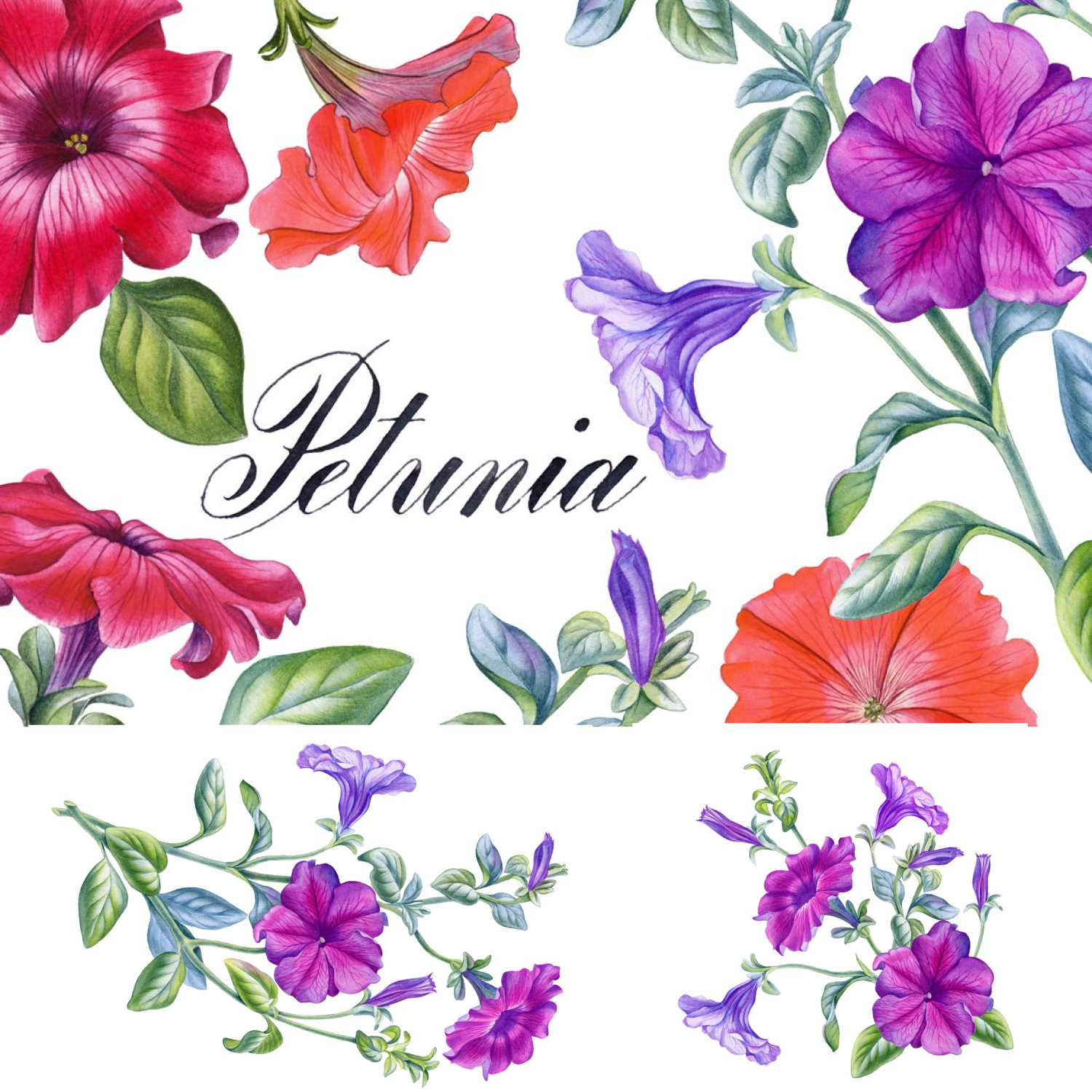 Beautiful prints on colorful petunias.