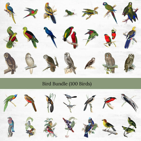 A selection of one hundred tropical birds.