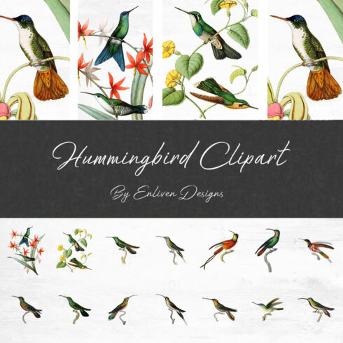 Hummingbird clipart by Enliven Design.