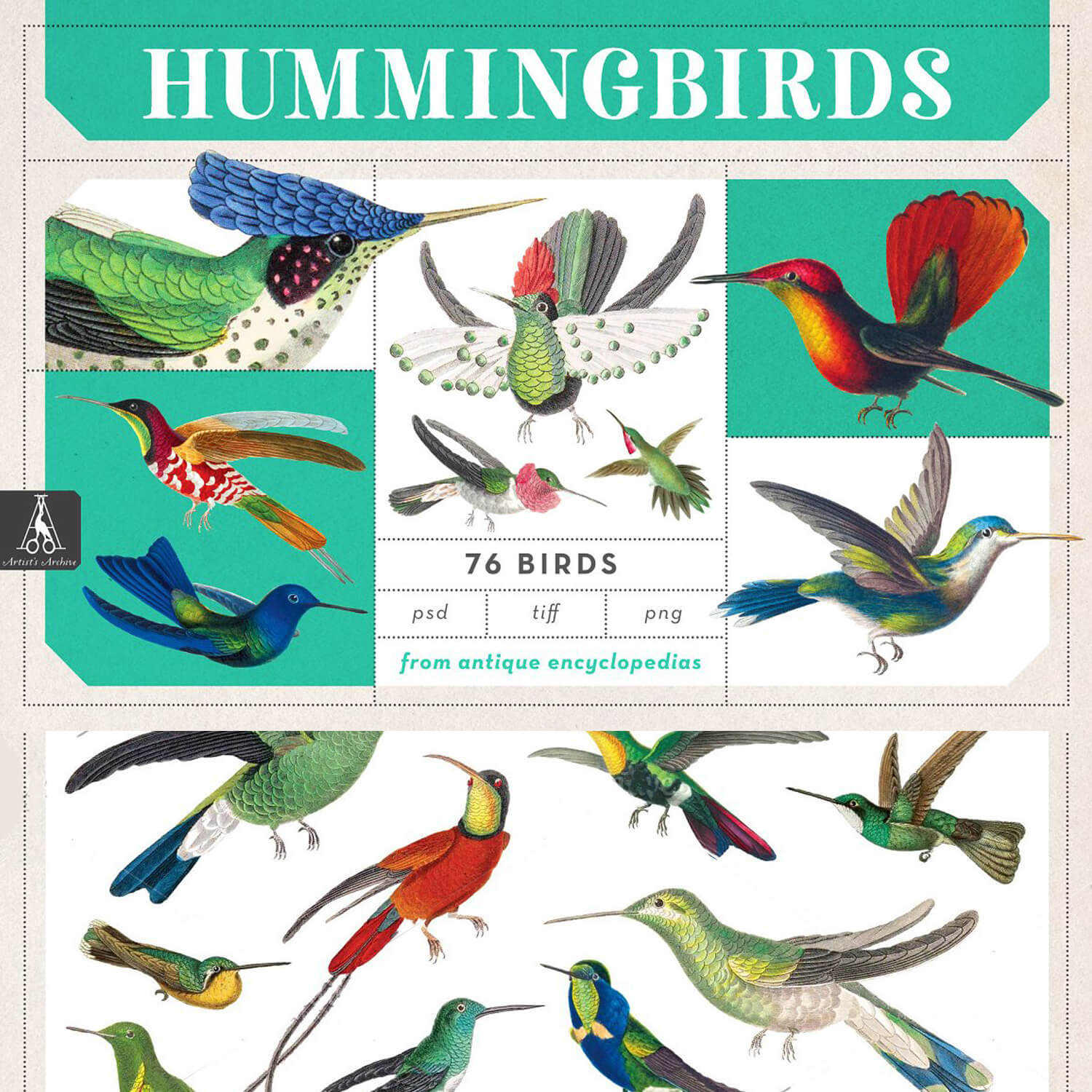Vintage Hummingbird Illustrations 76 Birds.