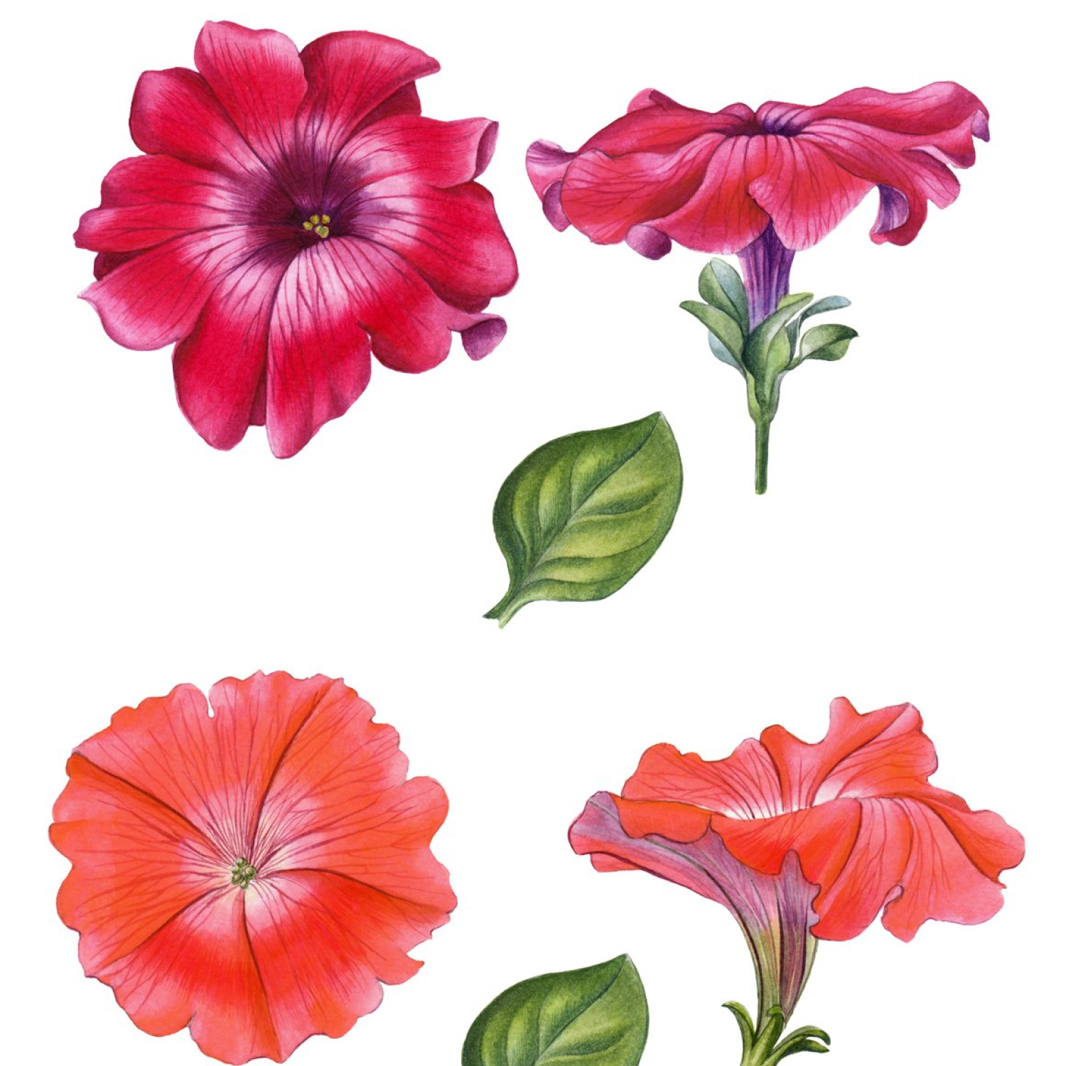 Preview prints with petunia for use.