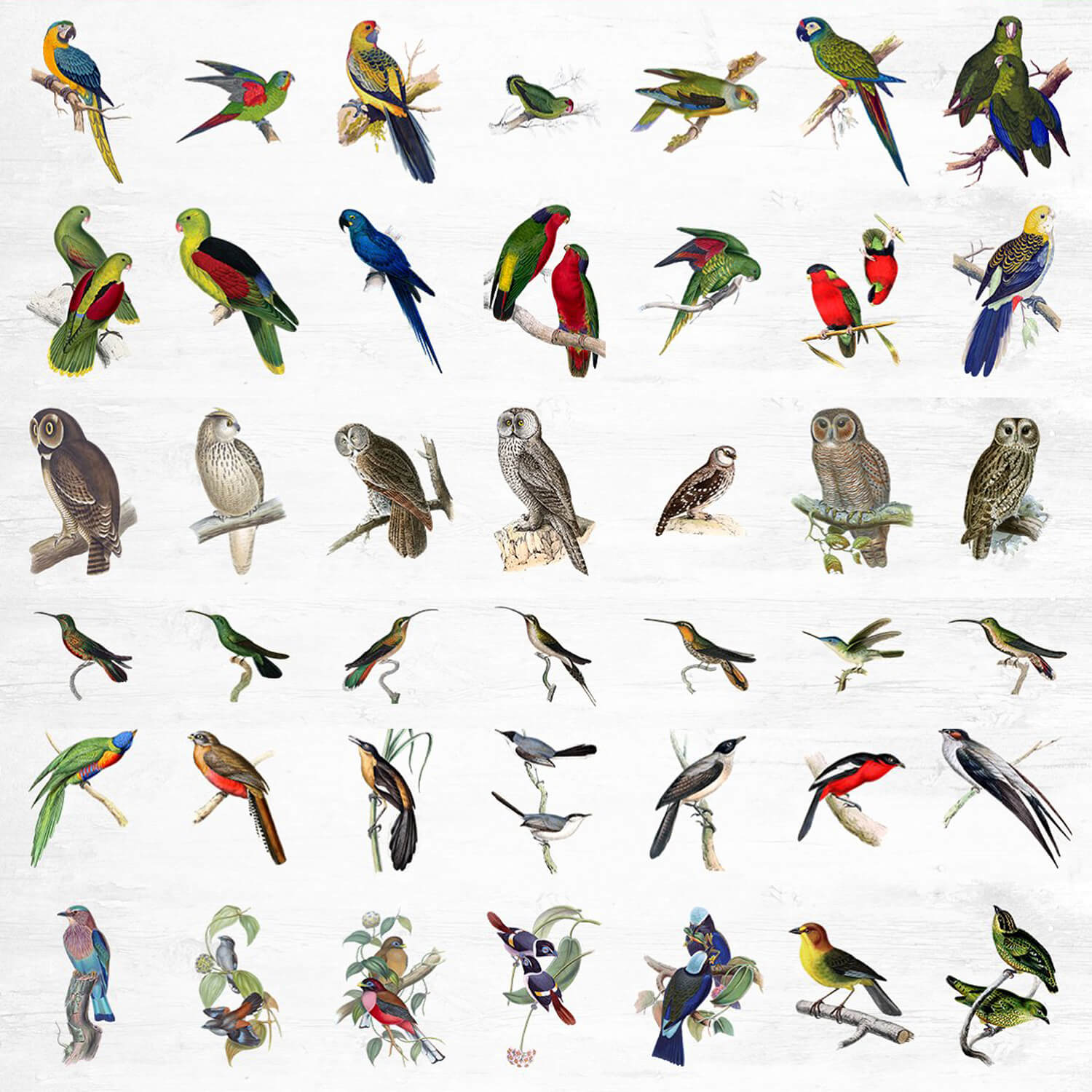 Forty-two illustrations of birds of different species.