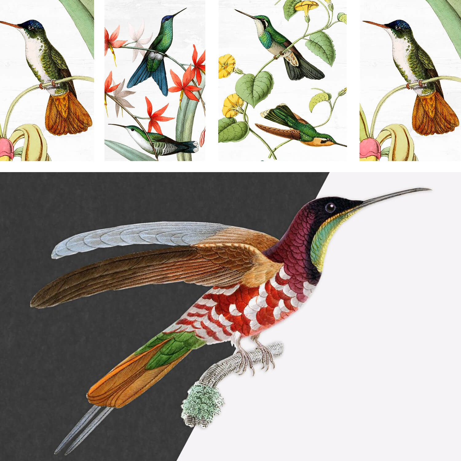 Four hummingbirds in small drawings and one in a large one.