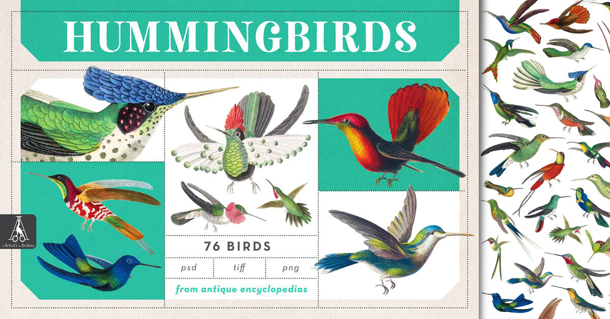 Picture Hummingbird for Pinterest, 76 Birds from Antigue Encyclopedias.
