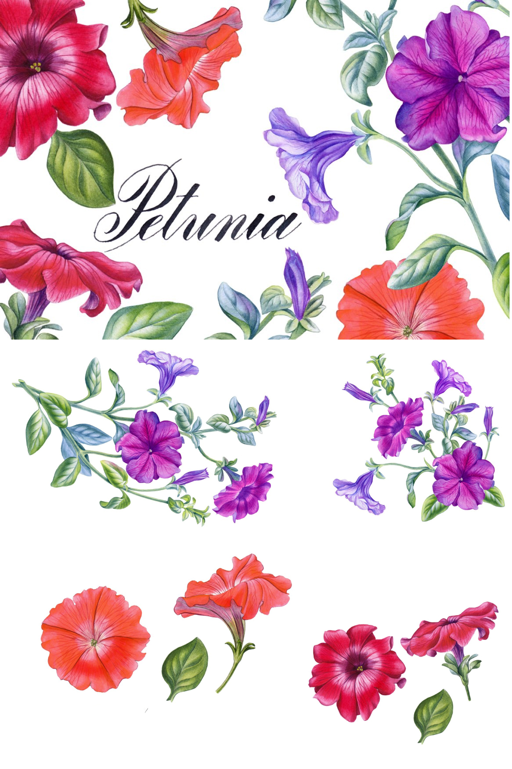 Petunia print of pinterest.