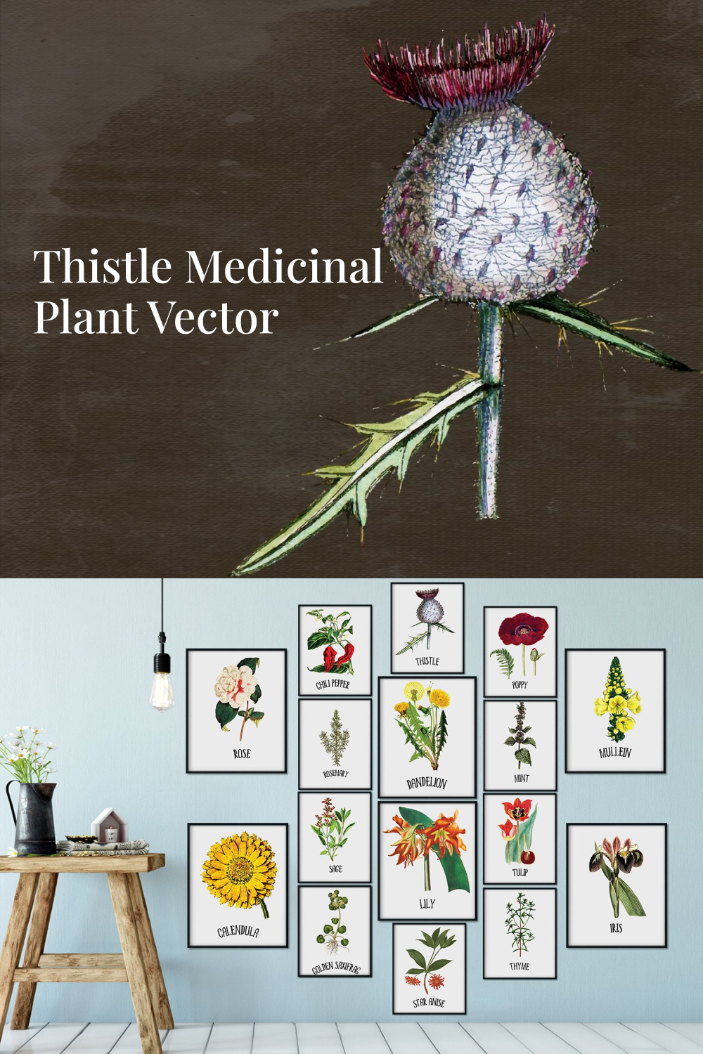 Thistle medicinal plant vector of pinterest.