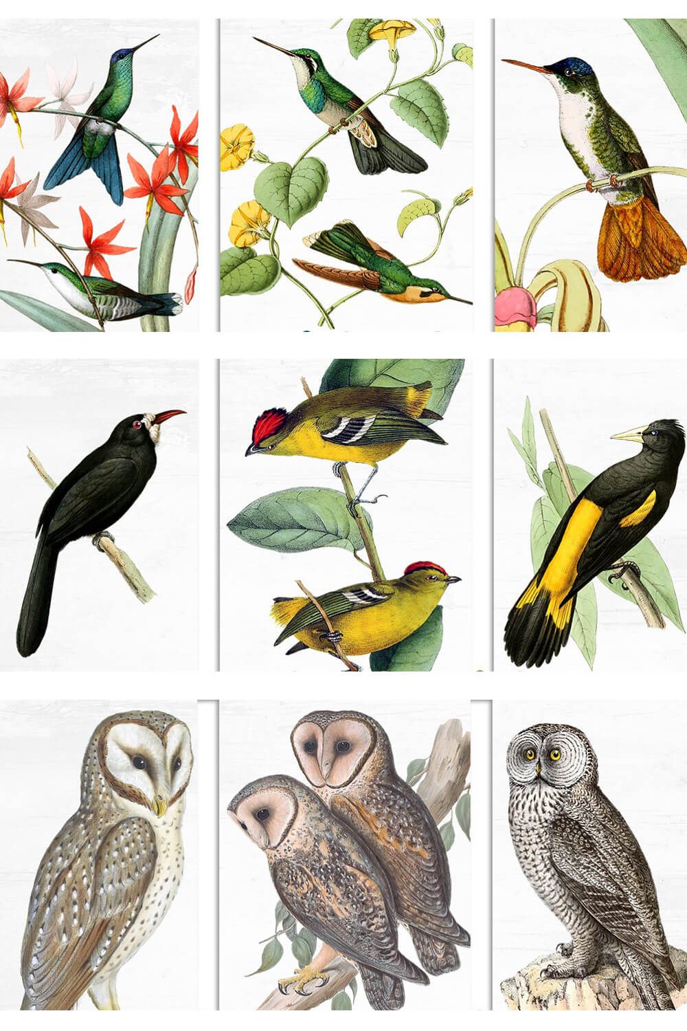 Nine square pictures with tropical birds.