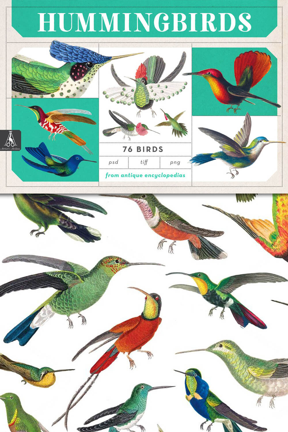 Many different drawings of hummingbirds on a white background.