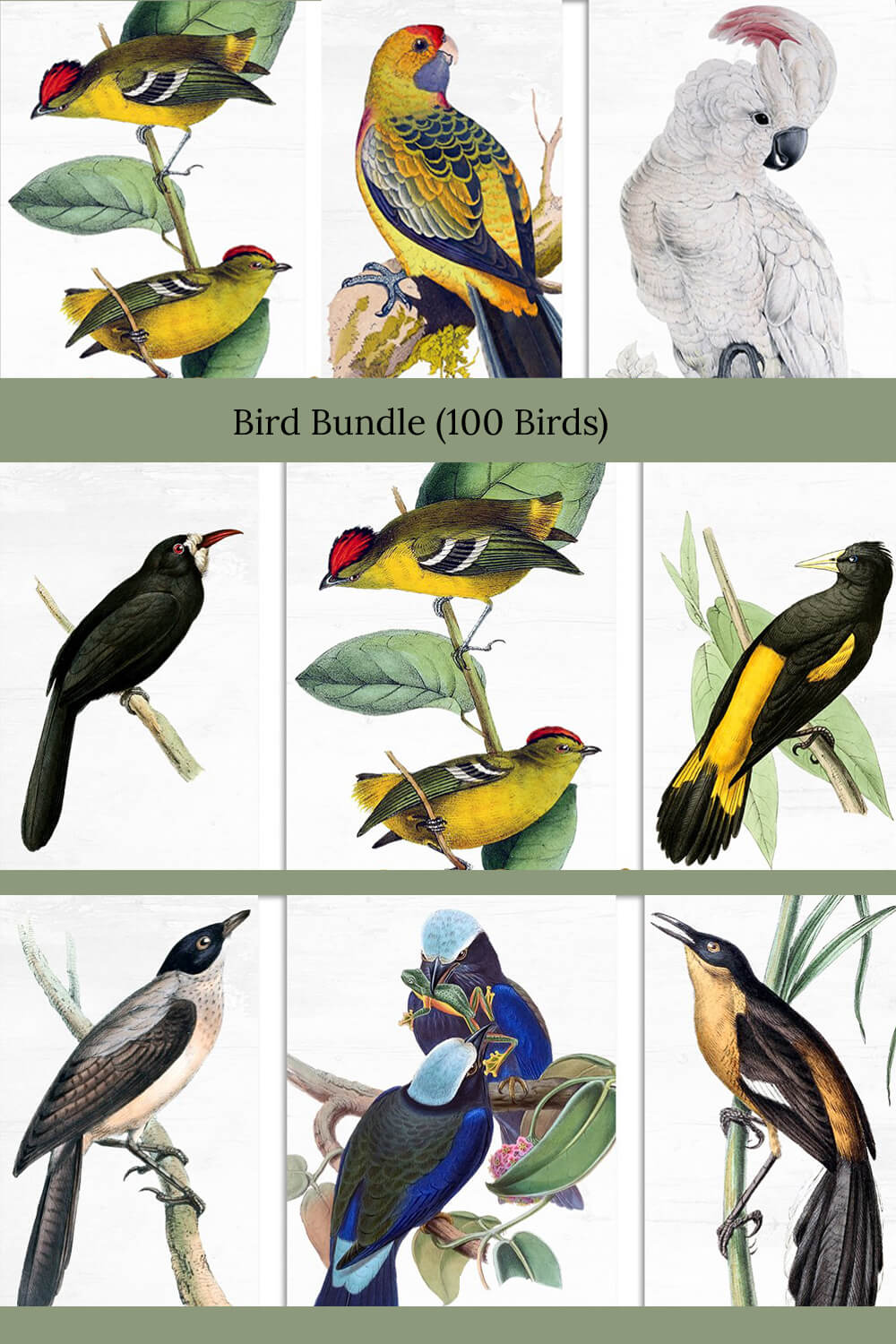 Many tropical birds and the inscription "Bird Bundle (100 Birds)".